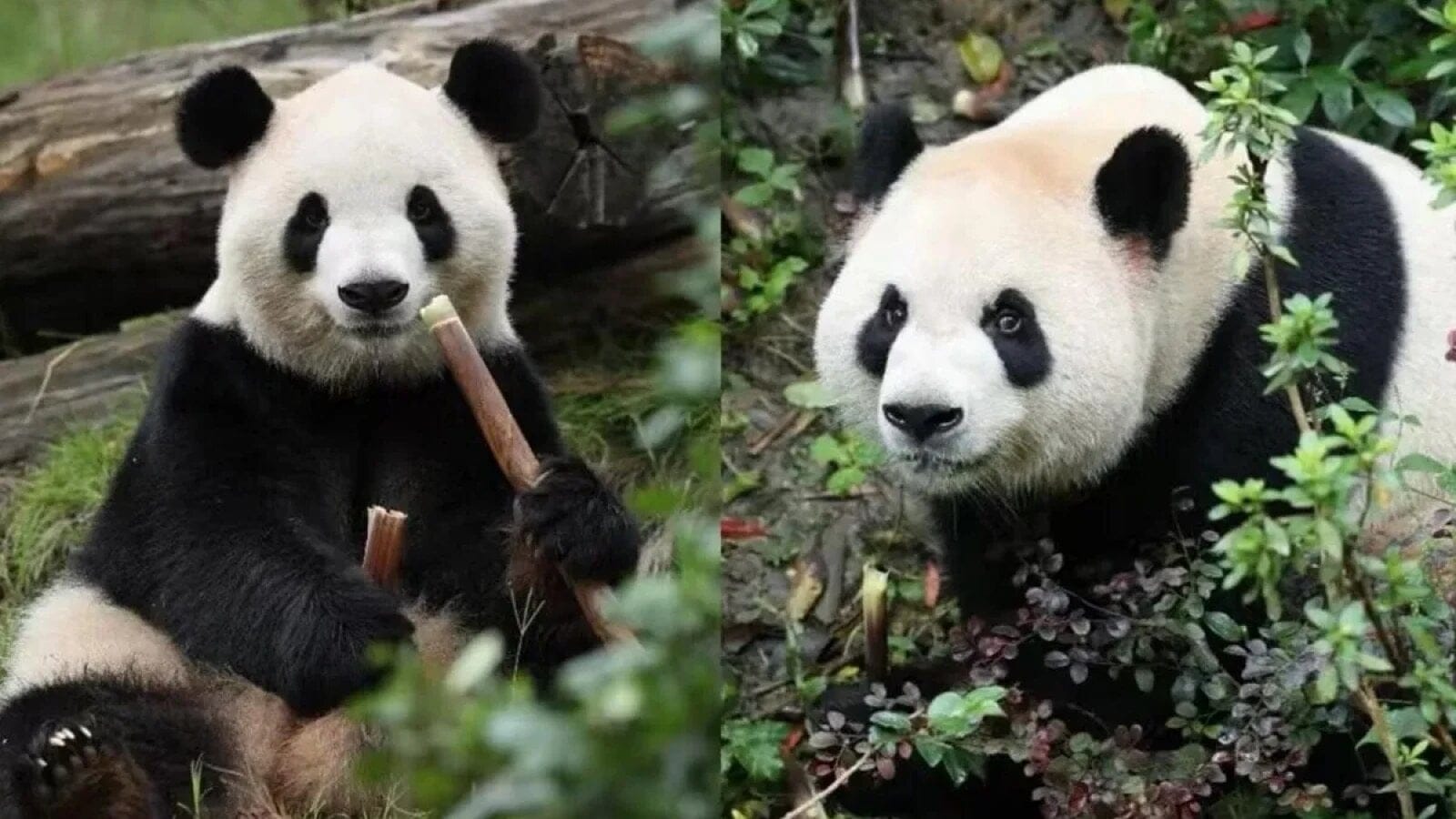 Noua etapă a relațiilor dintre China și Statele Unite