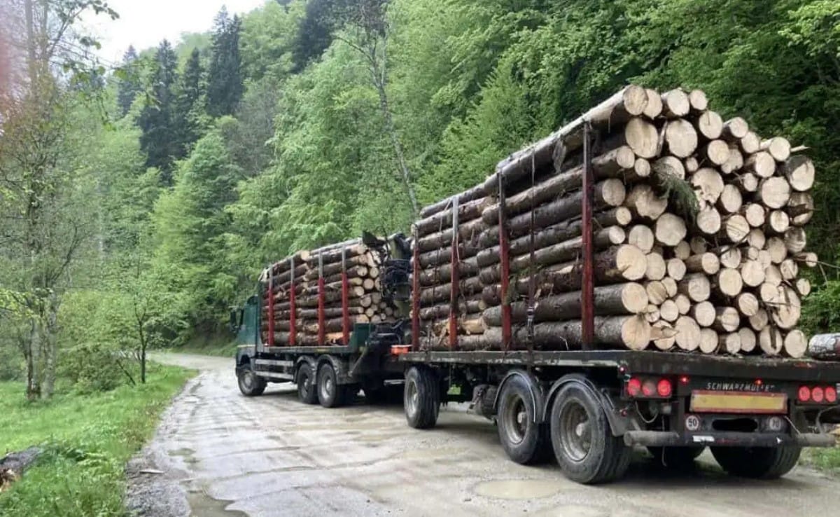 Ireregularități în sistemul de monitorizare a transporturilor de lemn