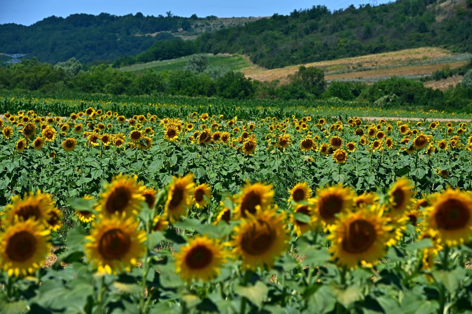 Dosar privind fonduri europene pentru fermieri în România