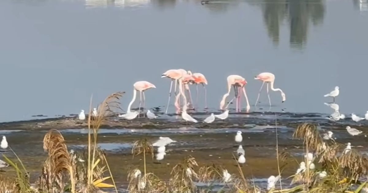 Observarea păsărilor flamingo în zonele umede din România