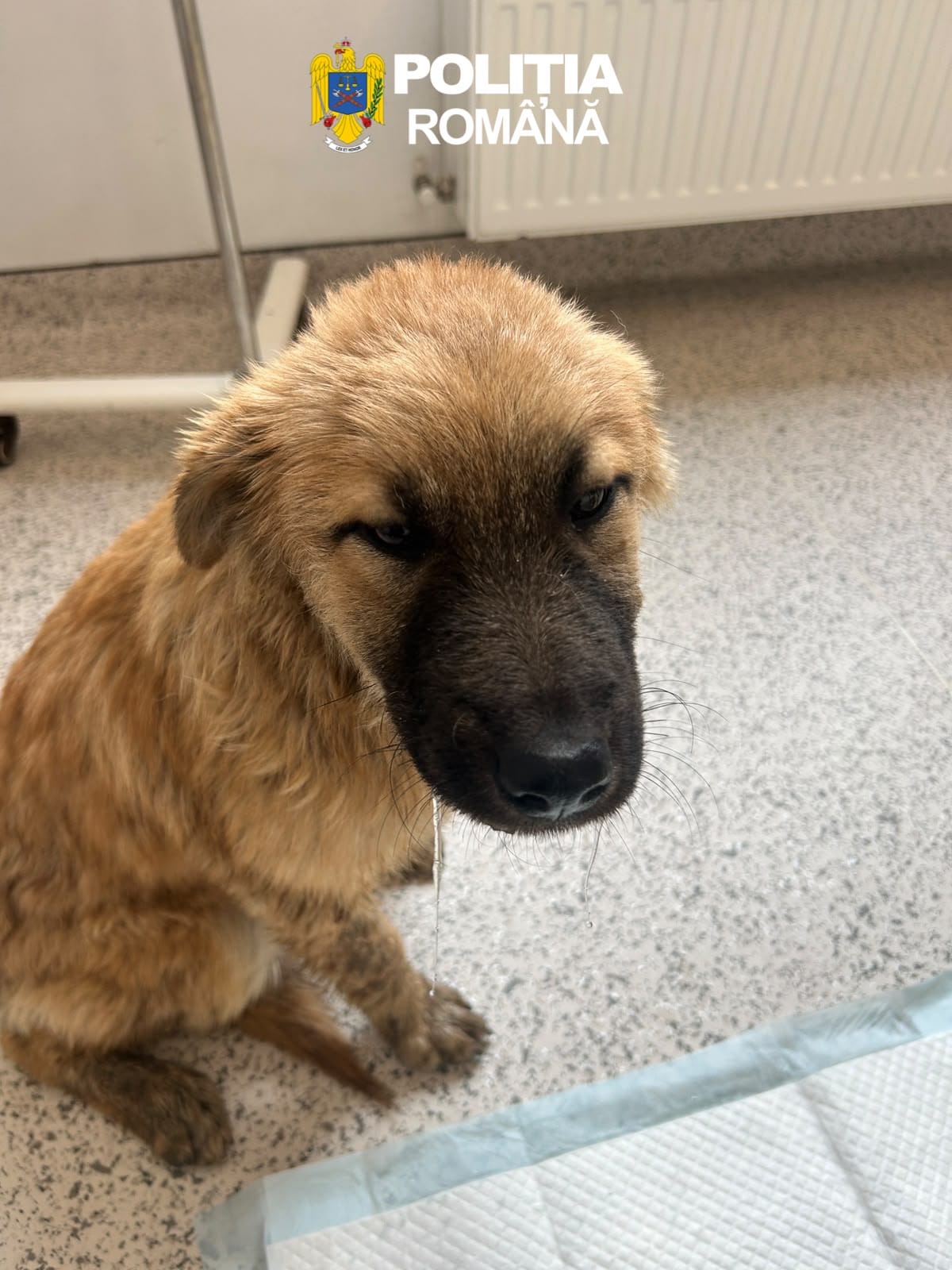 Bărbat reținut în Sibiu pentru maltratarea unui animal