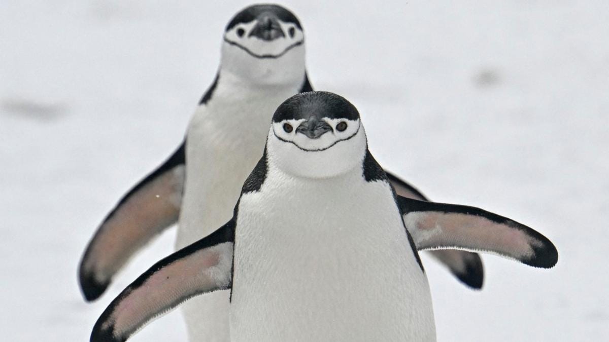 Evoluția populațiilor de pinguini pe insula Zavodovski
