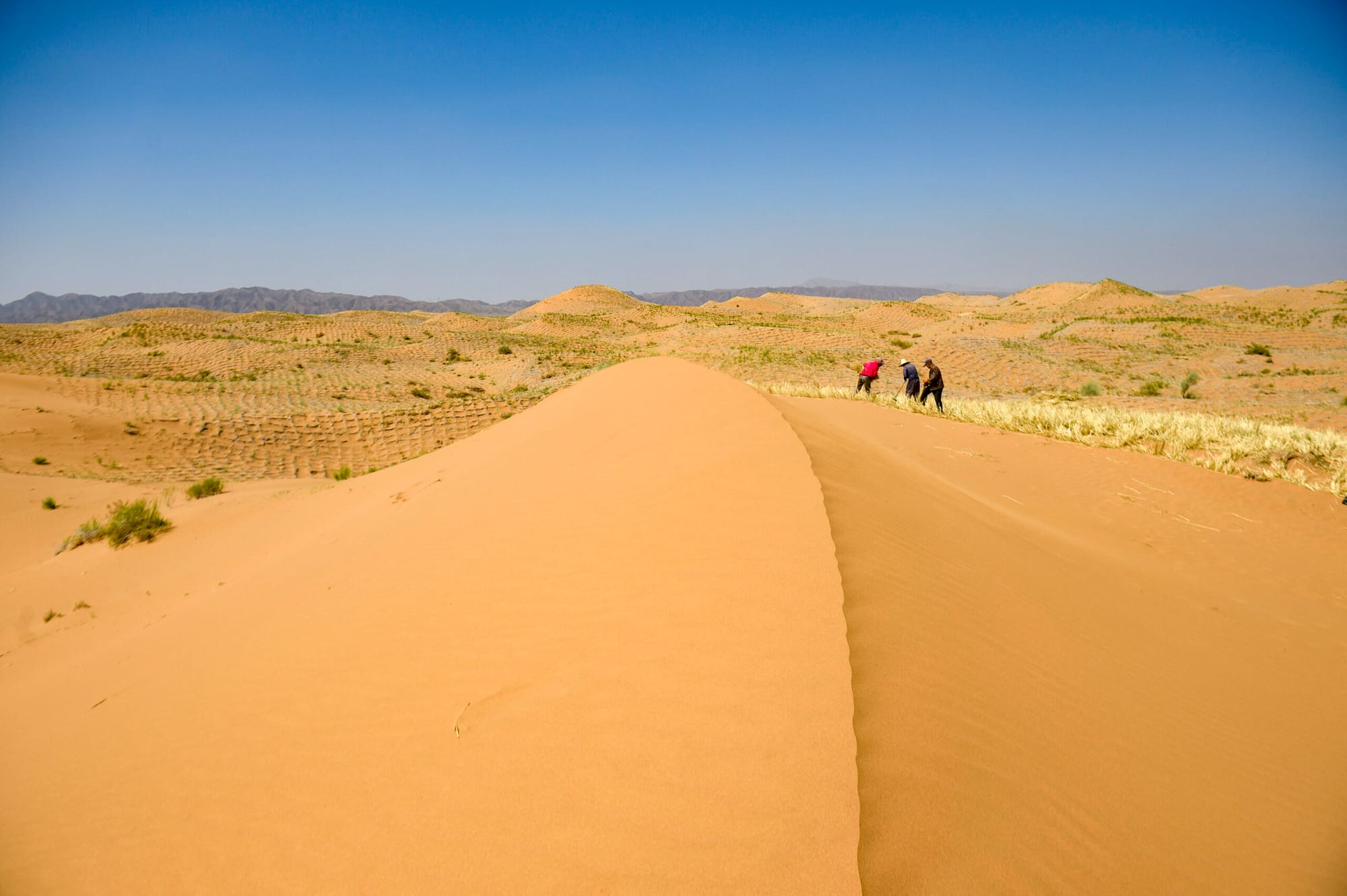Fenomenul de înflorire în Deșertul Atacama