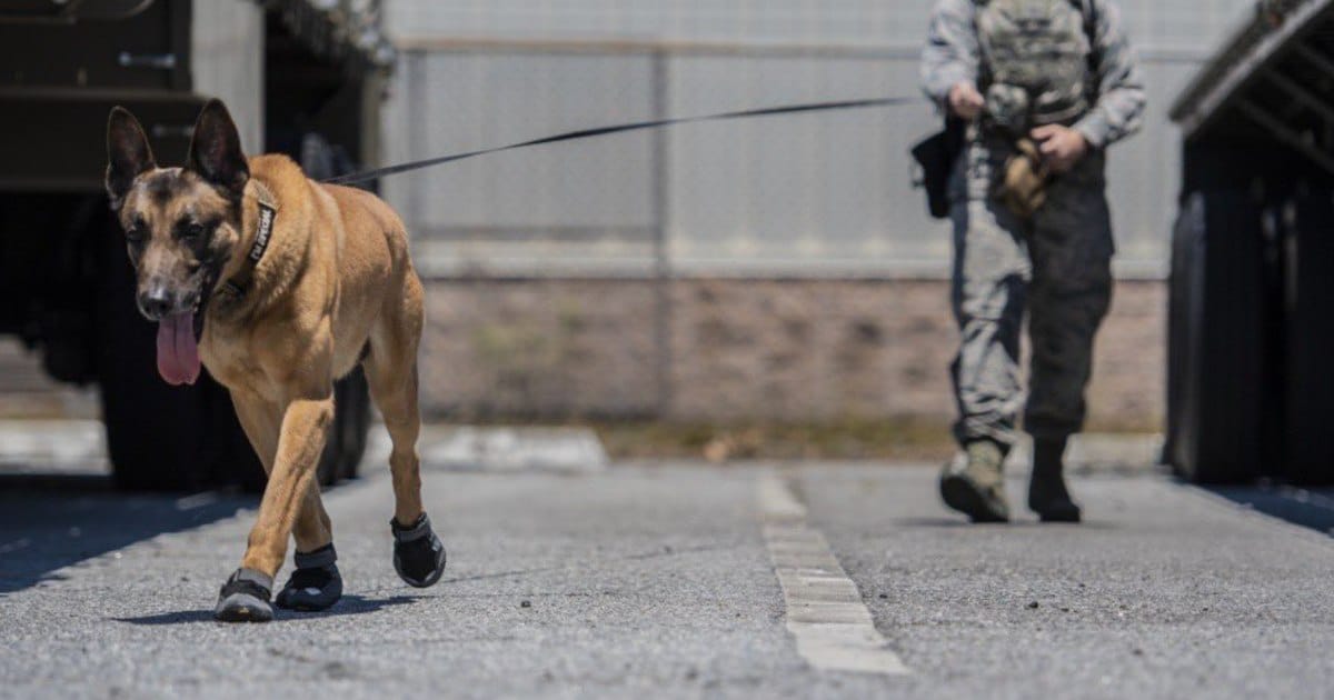 Investiții în biotehnologie pentru animale în SUA și România