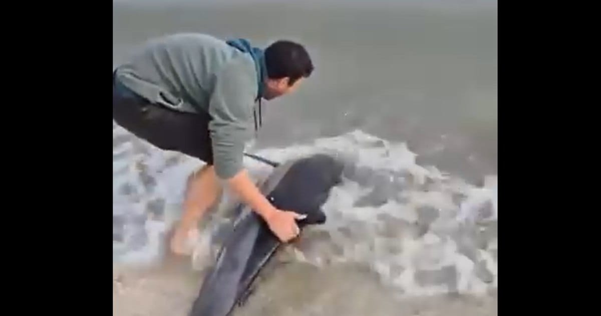 Intervenție pentru salvarea unui delfin în Eforie