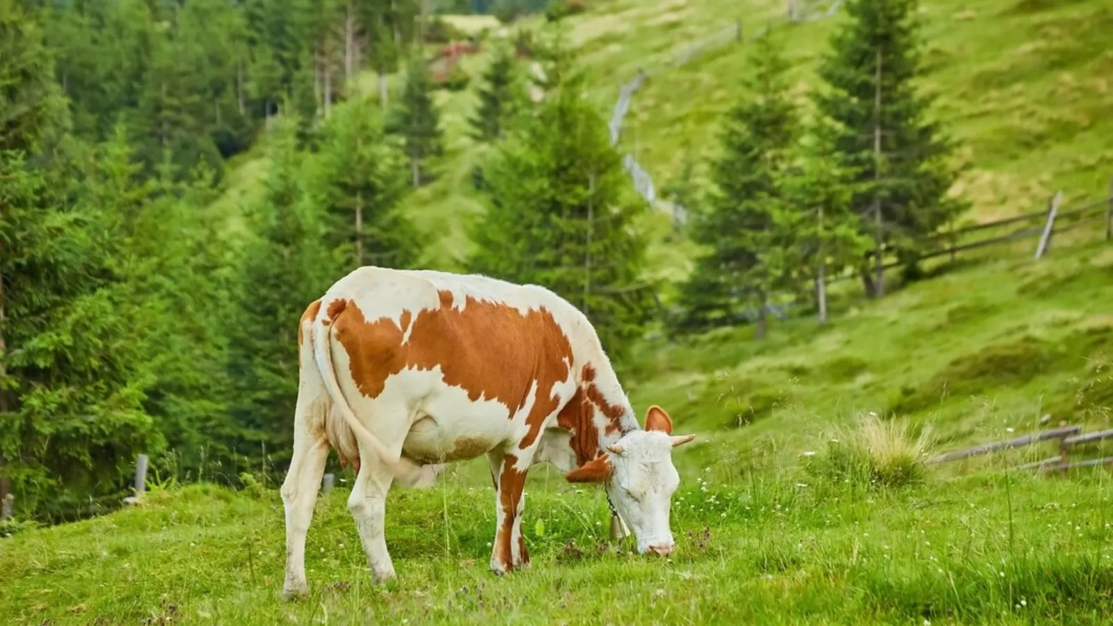 Noi cazuri de rabie confirmate în județul Harghita