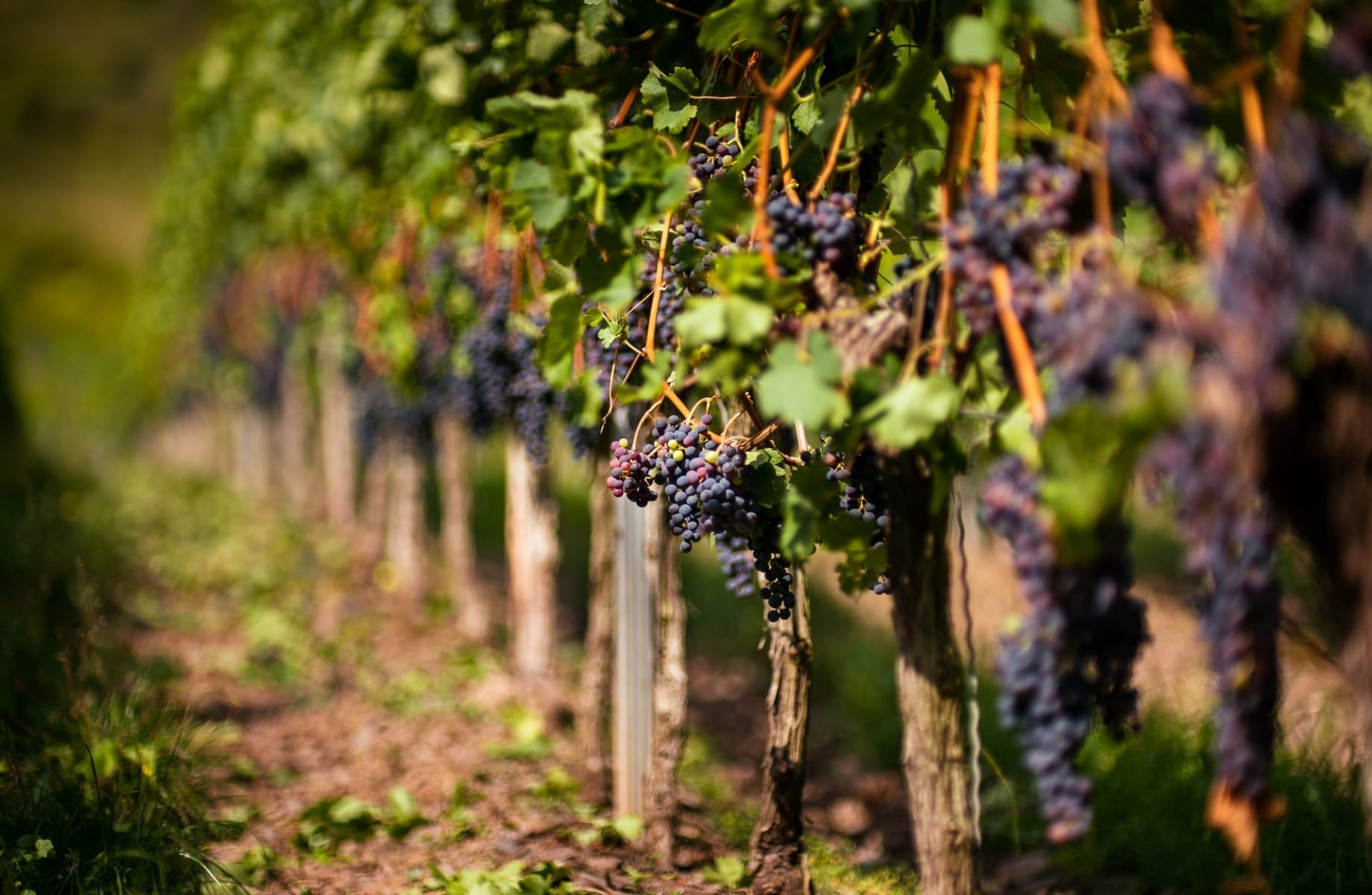 Strategii de export și bilanțul recoltei de vin