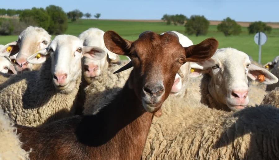 Măsuri de combatere a bolilor ovine și caprine