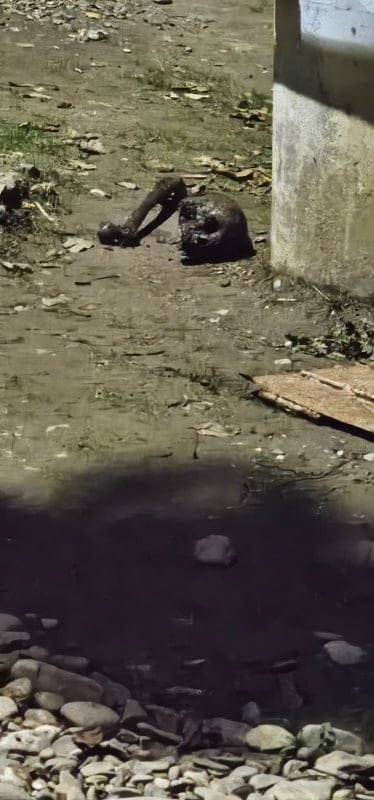Descoperirea unor rămășițe umane într-o fântână din Neamț
