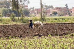 Descoperiri arheologice în nordul Egiptului