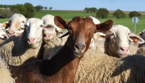 Măsuri de combatere a bolilor ovine și caprine