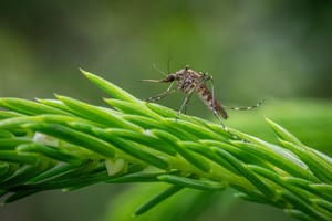 Bilanțul actual al cazurilor de virus West Nile în România