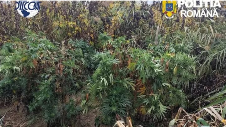 Ancheta DIICOT privind culturi de canabis în județul Cluj
