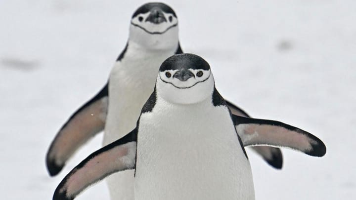 Evoluția populațiilor de pinguini pe insula Zavodovski