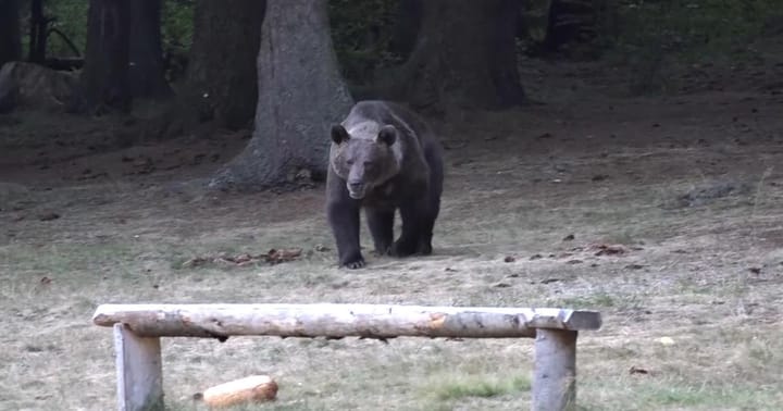 Alertă falsă în Câmpina provocată de o imagine AI