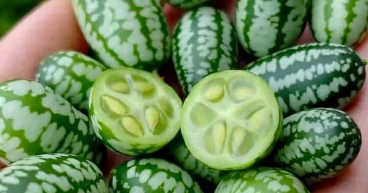 Introducerea soiului de castravete mexican Victor în România
