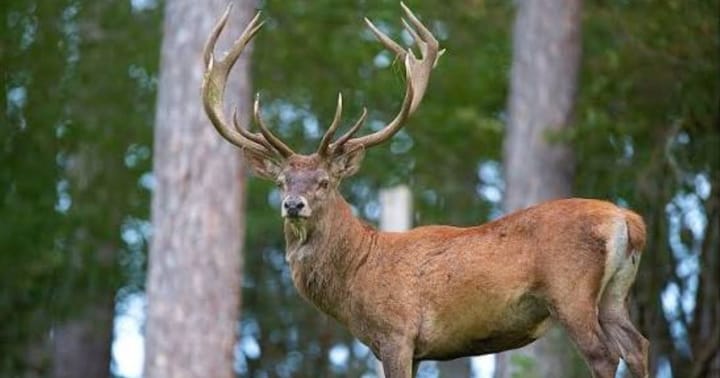 Incident cu un animal sălbatic în județul Bihor
