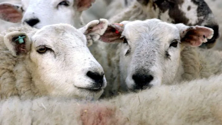 Demersuri pentru reluarea exporturilor de ovine către Libia