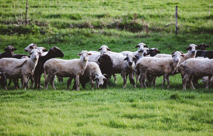 Lansarea campaniei de vaccinare pentru ovine și caprine