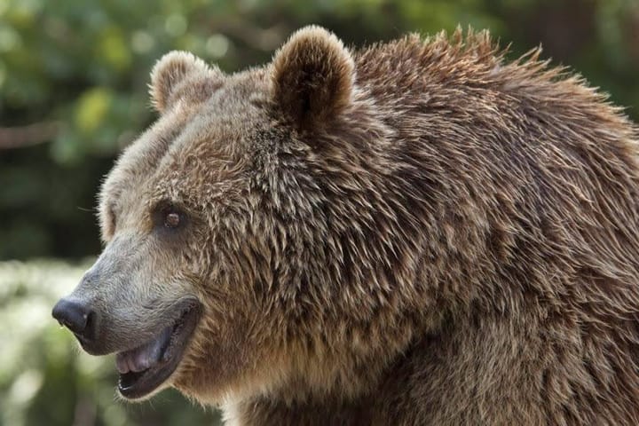 Incident cu un urs în județul Mureș