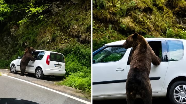Decizie CCR privind despăgubirile pentru victimele animalelor sălbatice