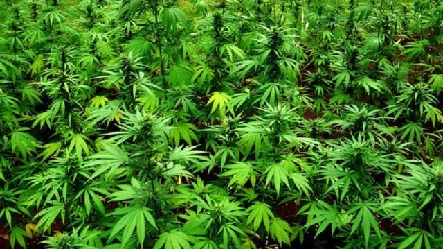 Evoluția riscurilor asociate consumului de cannabis