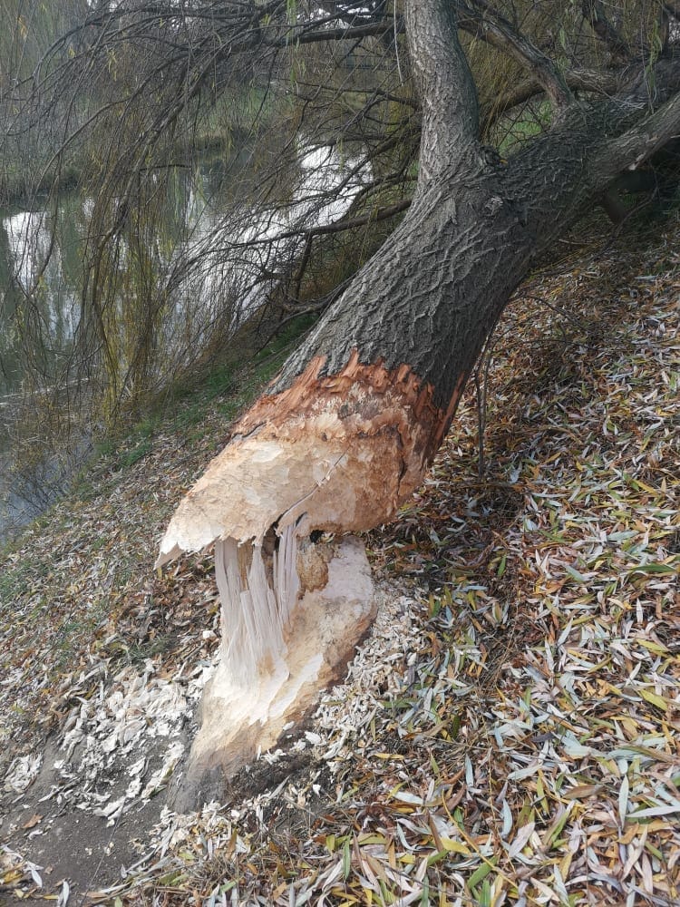Măsuri de protecție pentru arborii din Oradea