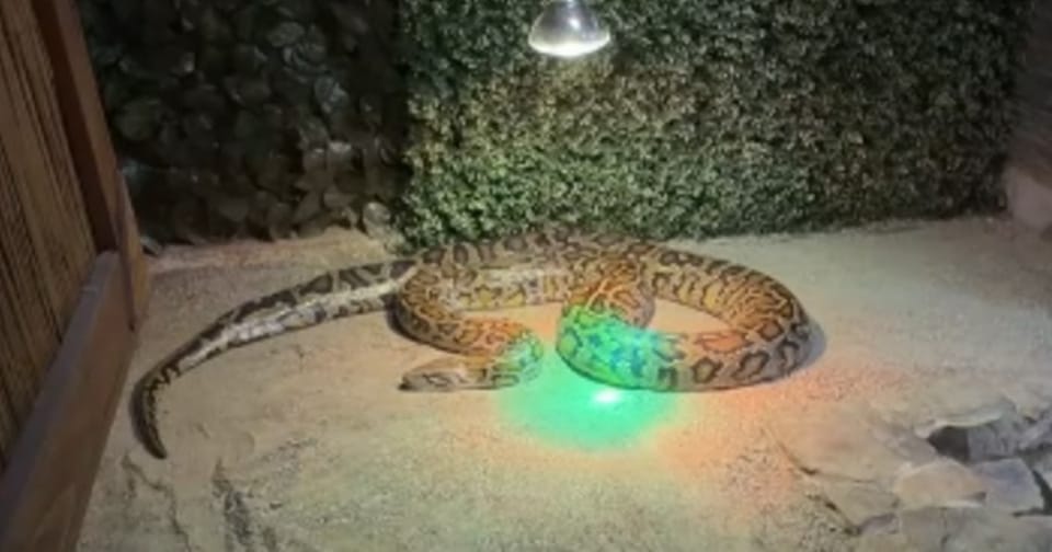 Controverse la Zoo Sibiu privind hrănirea unui piton