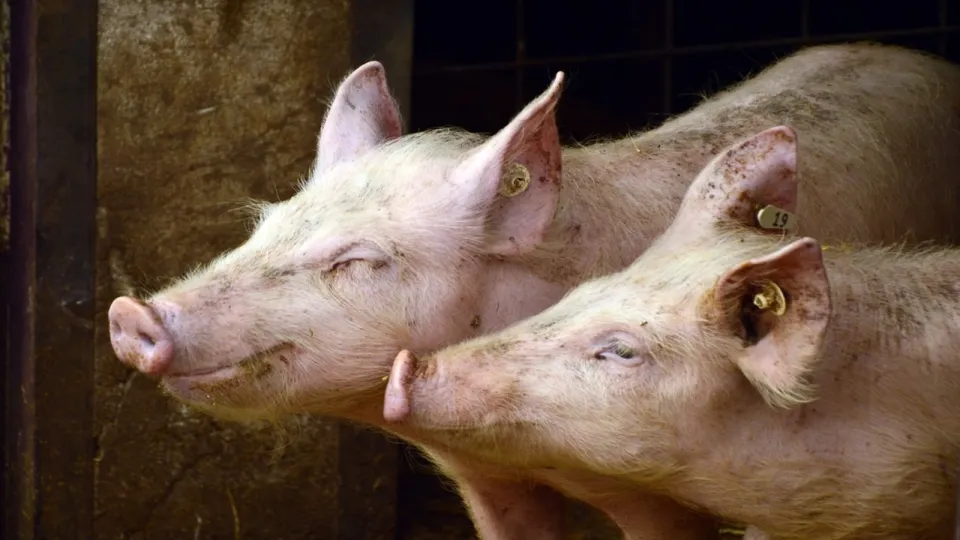 Focar de pestă porcină africană în județul Buzău: 5.720 de animale vor fi sacrificate