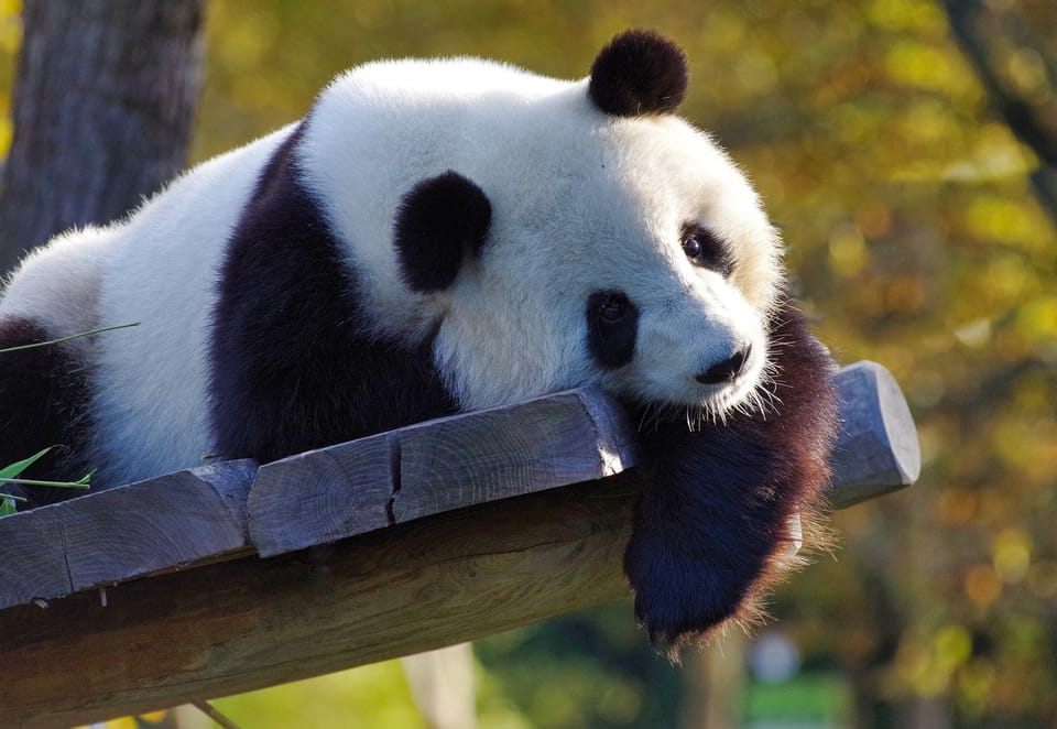 China trimite doi urși panda la Grădina Zoologică din Atlanta în cadrul unei vizite a președintelui Xi Jinping în SUA