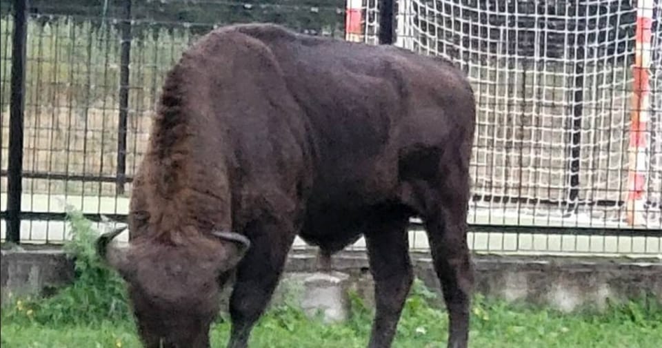 Anchetă în Bistrița-Năsăud după descoperirea unui zimbru mort