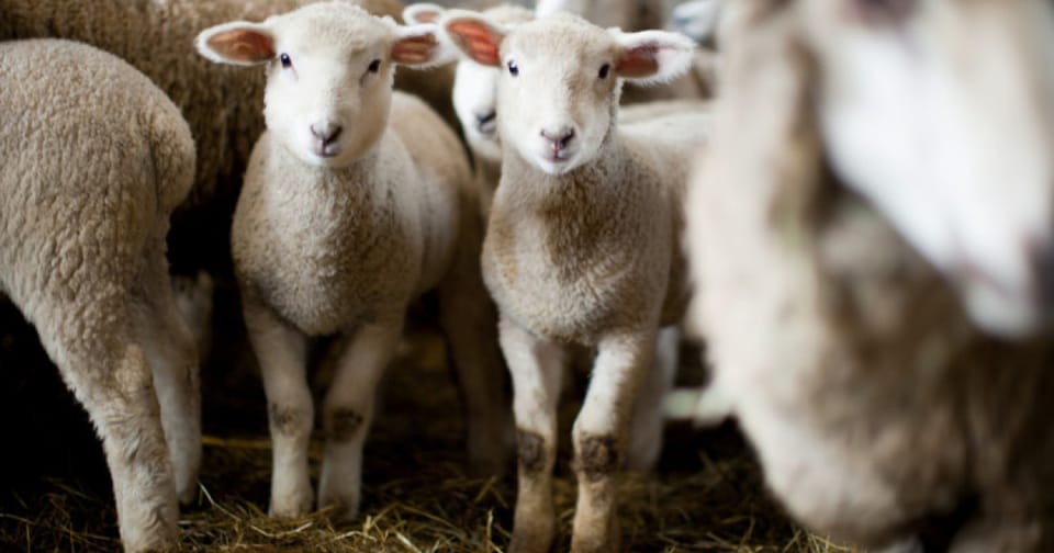 Acorduri pentru reluarea exporturilor de animale către Libia