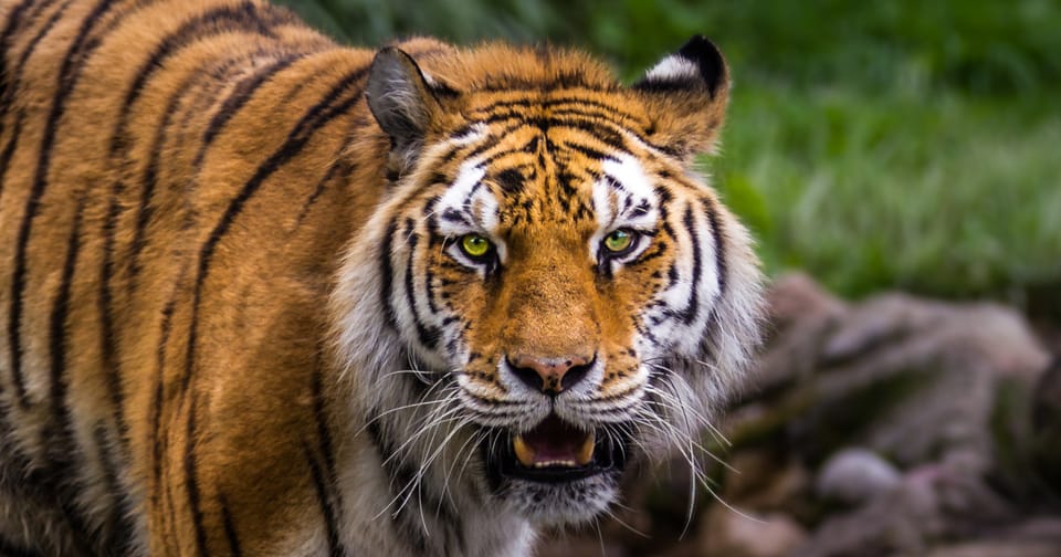 Incident fatal într-un parc zoologic din Marea Britanie