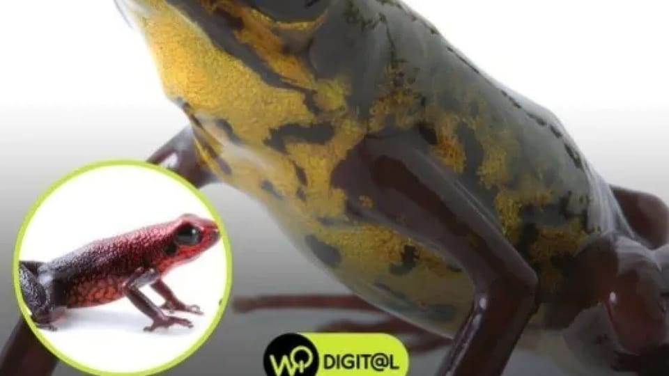 Descoperirea unei noi specii de amfibieni în Ecuador