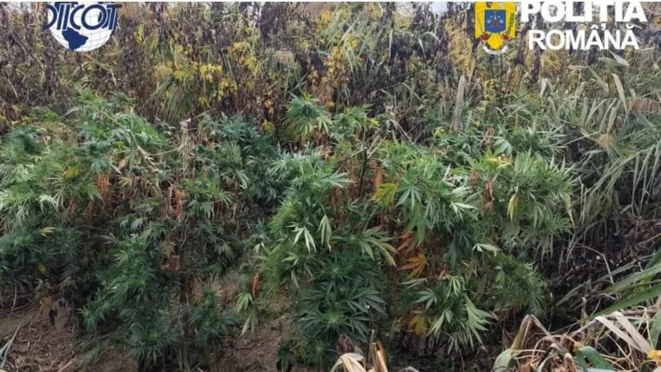 Ancheta DIICOT privind culturi de canabis în județul Cluj