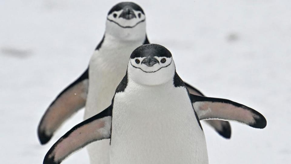 Evoluția populațiilor de pinguini pe insula Zavodovski