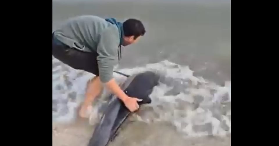 Intervenție pentru salvarea unui delfin în Eforie