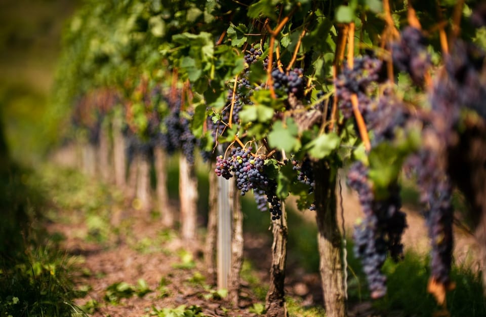 Strategii de export și bilanțul recoltei de vin