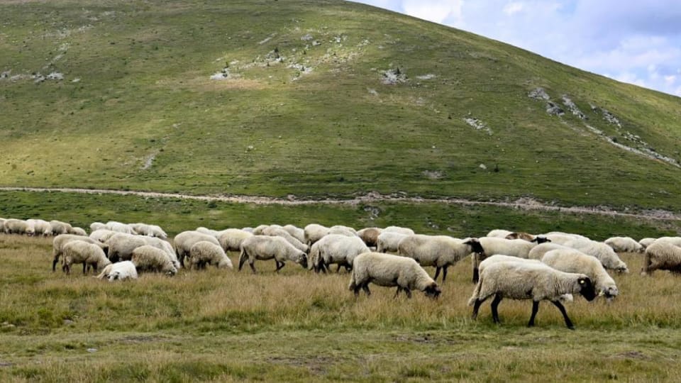Demersuri pentru reluarea exporturilor de animale vii către Libia