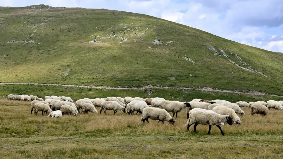 Livrarea de vaccinuri pentru ovine și caprine din UE