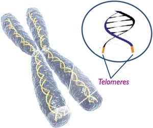 telomeraza pentru combaterea îmbătrânirii