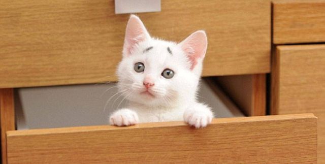 Concerned-kitten-a-cat-born-with-eyebrows-that-always-look-worried-990x500