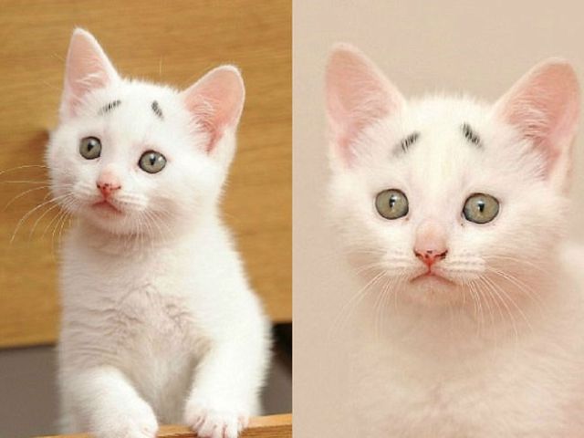 Concerned-kitten-a-cat-born-with-eyebrows-that-always-look-worried7-650x488