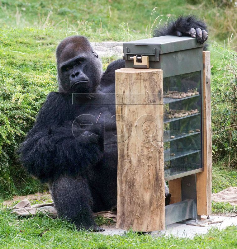Apes at Berlin Zoo get snacks from their own vending machines
