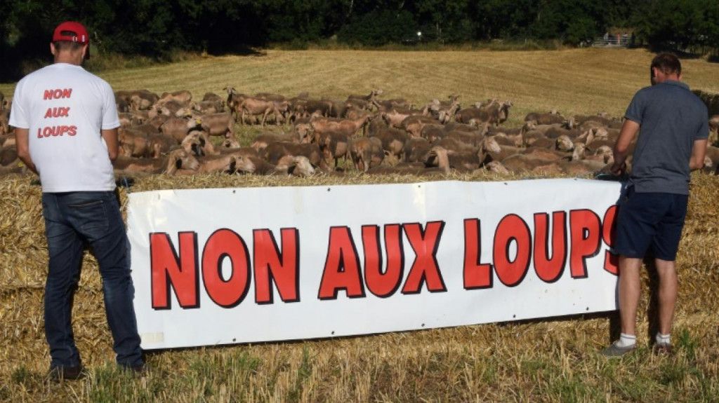 Sute de fermieri si ciobani din Franta au iesit in strada, in acest weekend, pentru a cere ajutorul autoritatilor impotriva haitelor de lupi care le decimeaza turmele si le terorizeaza fermele, in sudul tarii.