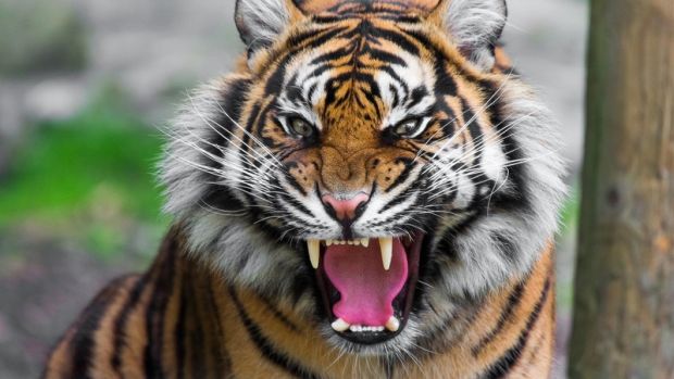 tigrul igor, celule stem, primul animal, gradina zoo ungaria, sold afectat