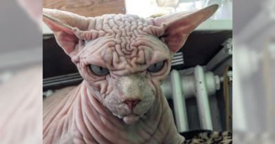 wrinkly_cat_with_scowling_face_featured