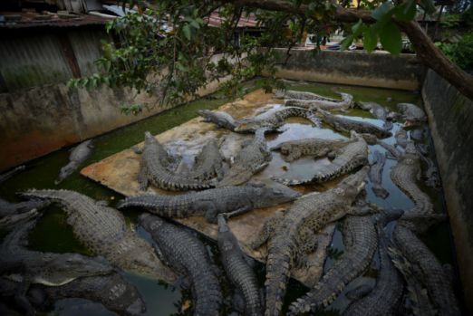 indonezia, sorong, crocodili masacrati, localnic omorat