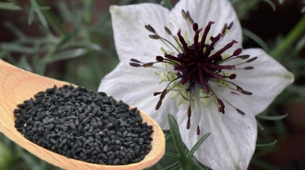 chimen negru, planta medicinala, sanatate, beneficii