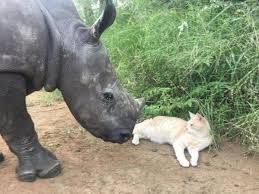 prietenie neobișnuită, motan, pui rinocer, video